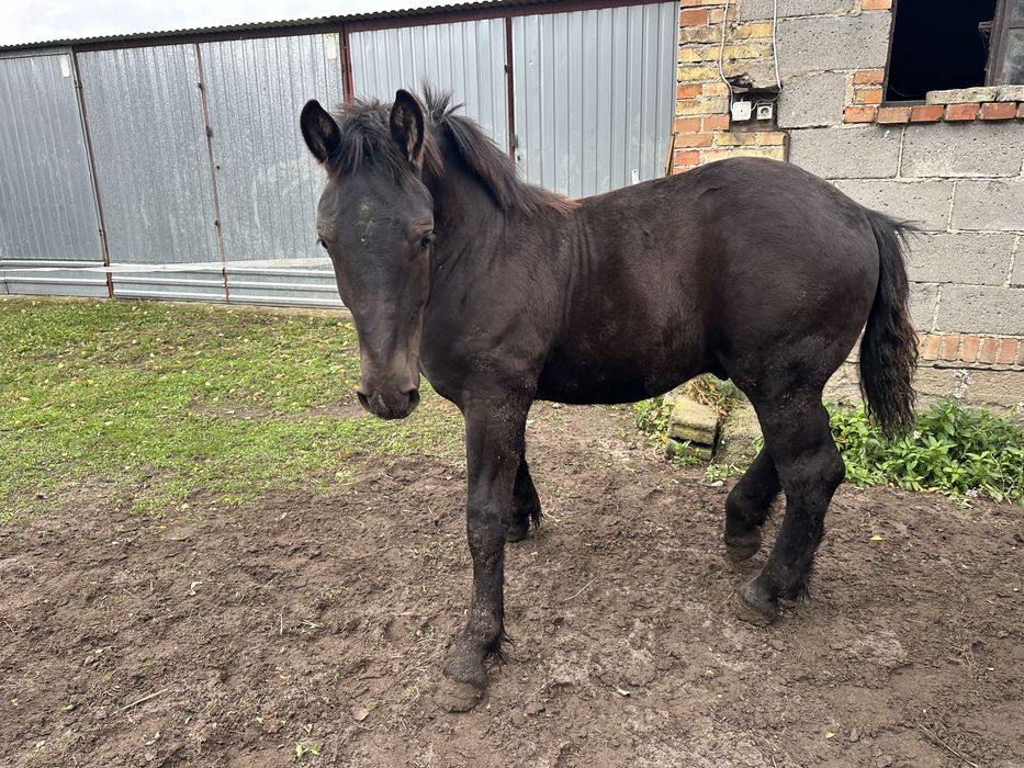 Ogierek zimnokrwisty