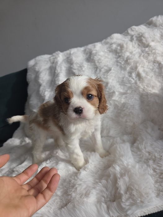 Cavalier King Charles Spaniel piesek