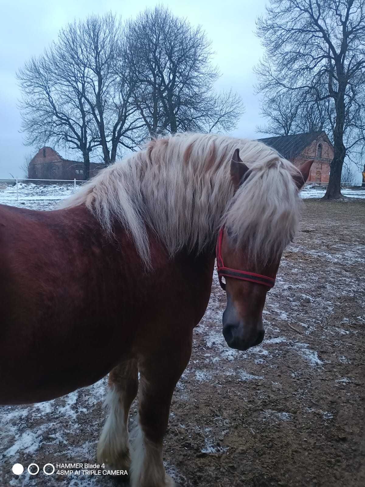 Ogier zimnokrwisty w typie sokólskim
