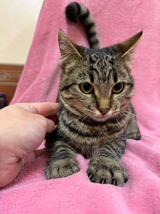 Кошеня підліток дівчинка смугаста 5-6 міс. Дуже ласкава! Шукає сімʼю!