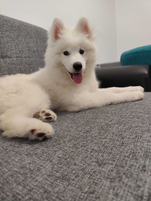 Samoedo com 6 meses