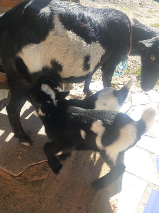 Vendo cabra mais 2 filhos lindíssimos