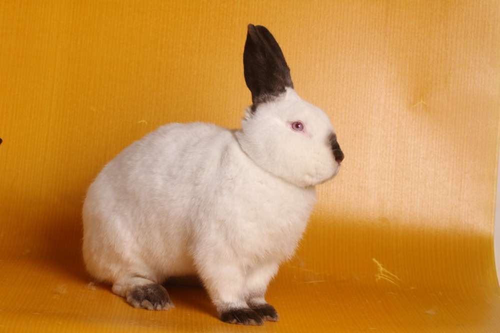 Króliki kalifornijski królik wystawa