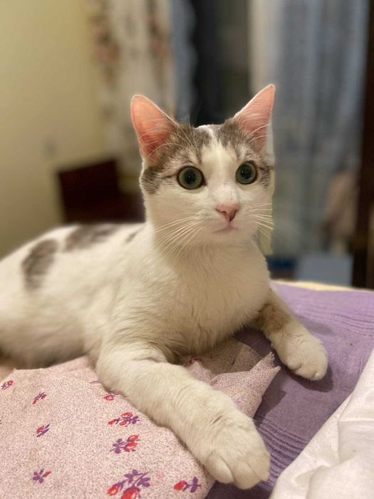 Солодкий Зефірко мріє про Сім'ю