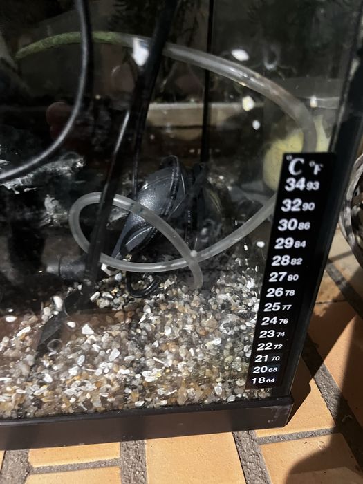 Aquário peixes com 80 cm