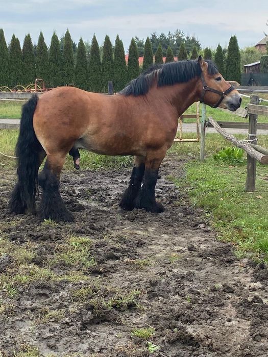 Ogier Arden szwedzki