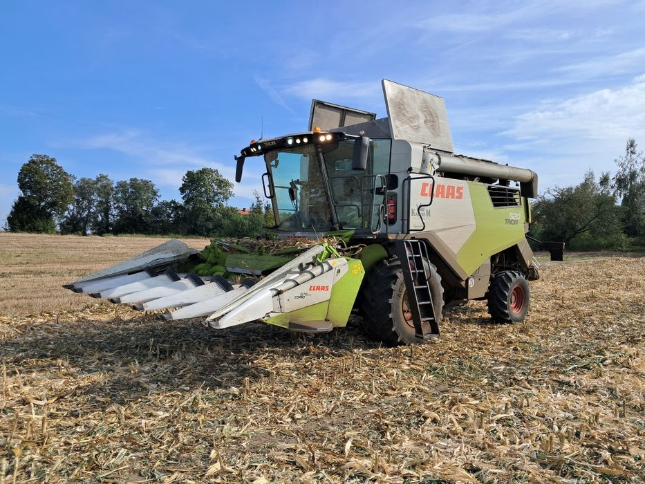 Młócenie, odwóz, skup kukurydzy