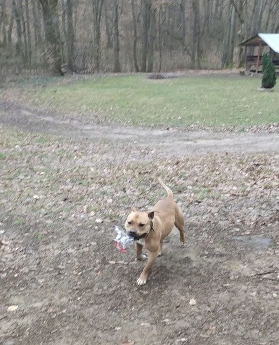 Безплатно собака Піт-Буль в хороші руки