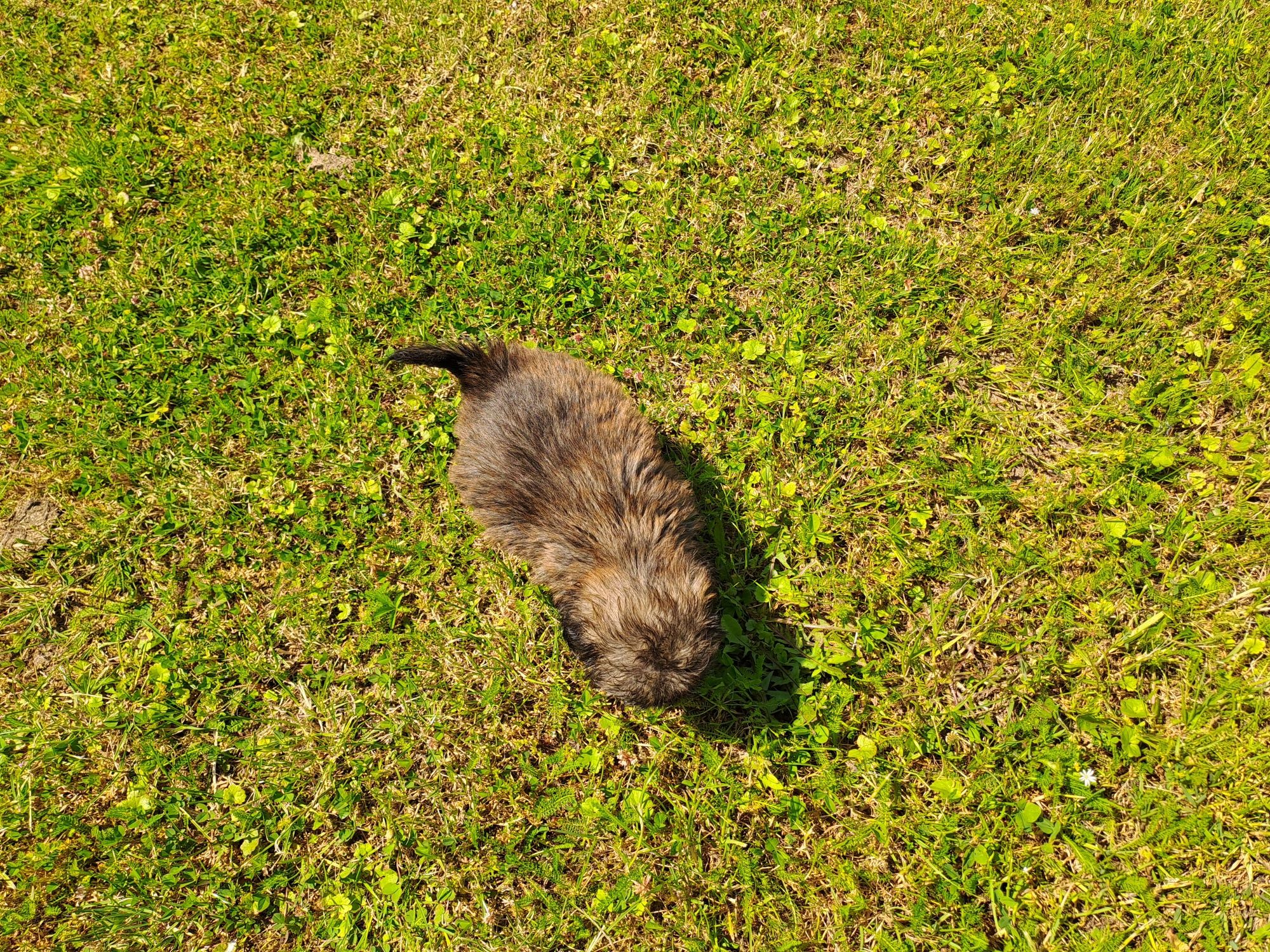 Shih-tzu piesek słodziak