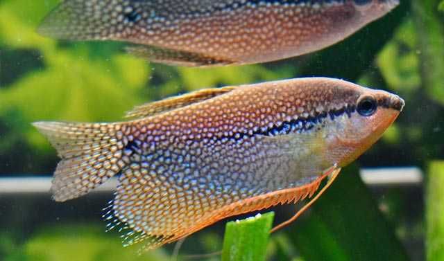 Gurami mozaikowy rybka akwariowa