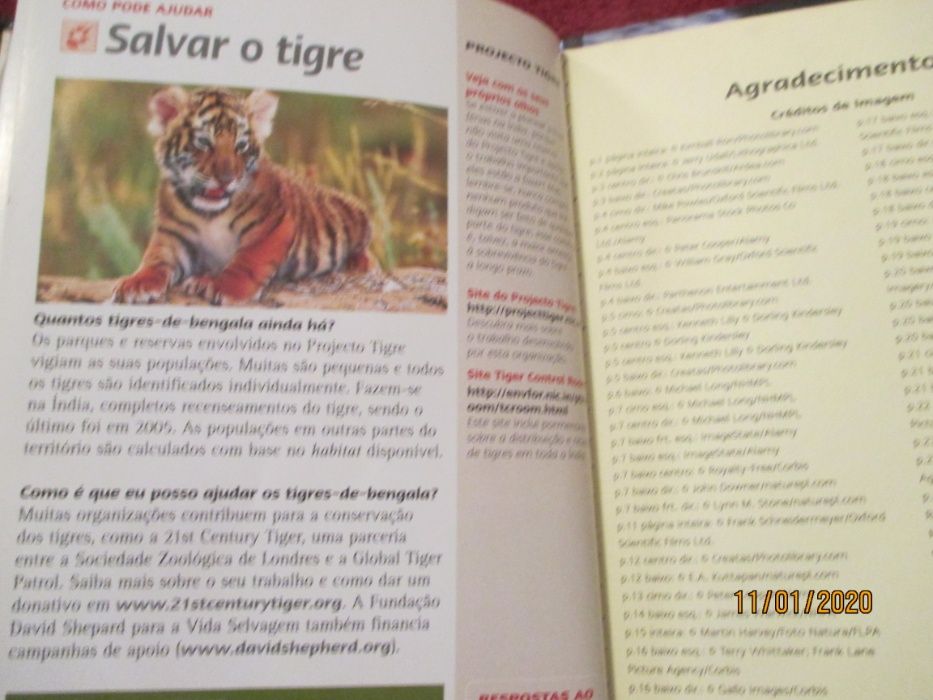 Tigres dos pantanos - dvd e pequeno livro