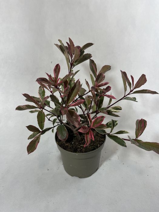 Głogowik zimozielony pink marble czerwony piekny mrozpodprny