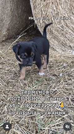 Потрібні родини малим і мамі( хоча б ПЕРЕТРИМКА до прилаштування!)