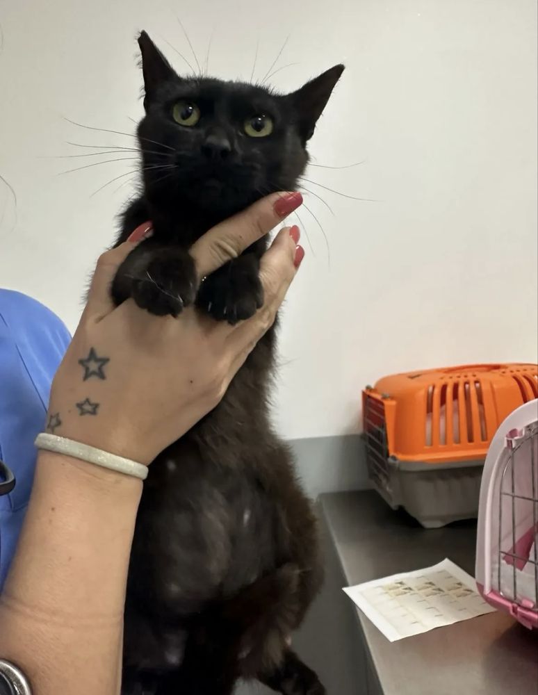 Gatinha 8 meses para adoção