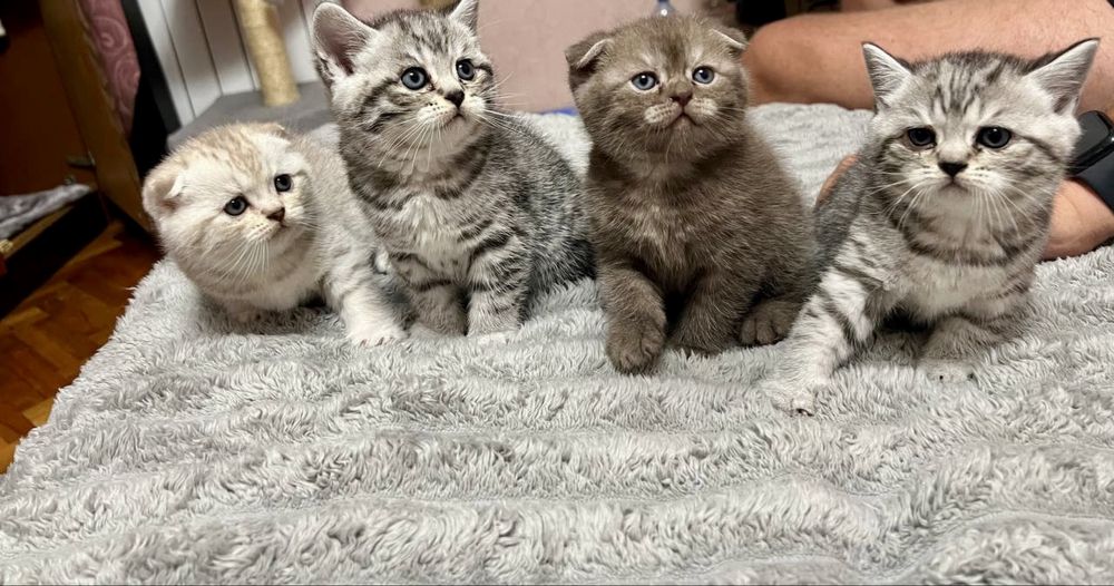 Scottish Fold and Scottish Straight