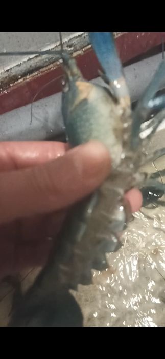 Австралійські раки