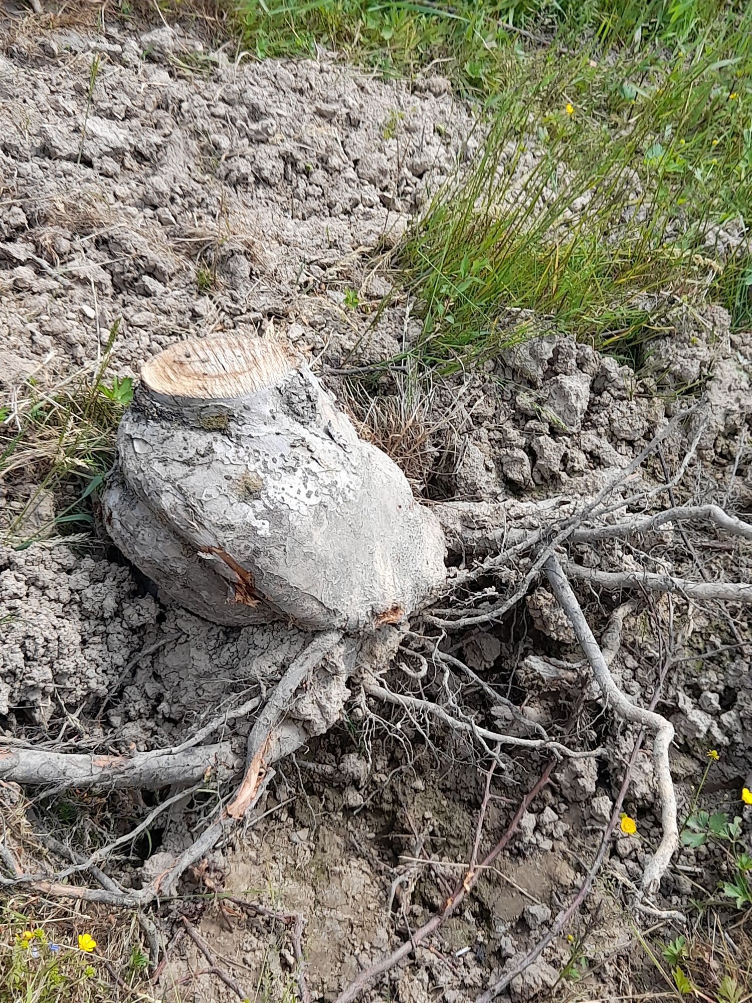 Drewno korzenie na opał, owocowe ,jabłoń