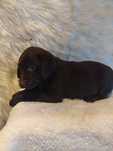 Labrador.  suczka