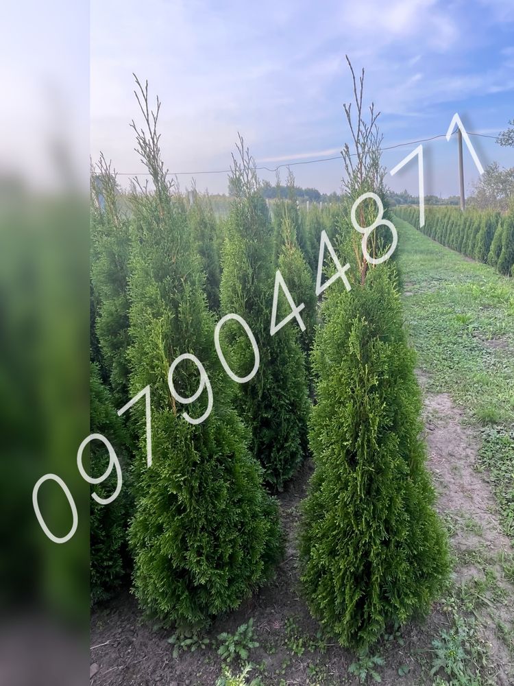 туя Смарагд  1.4 м -1.5 м ялівець,ялини,кіпариси