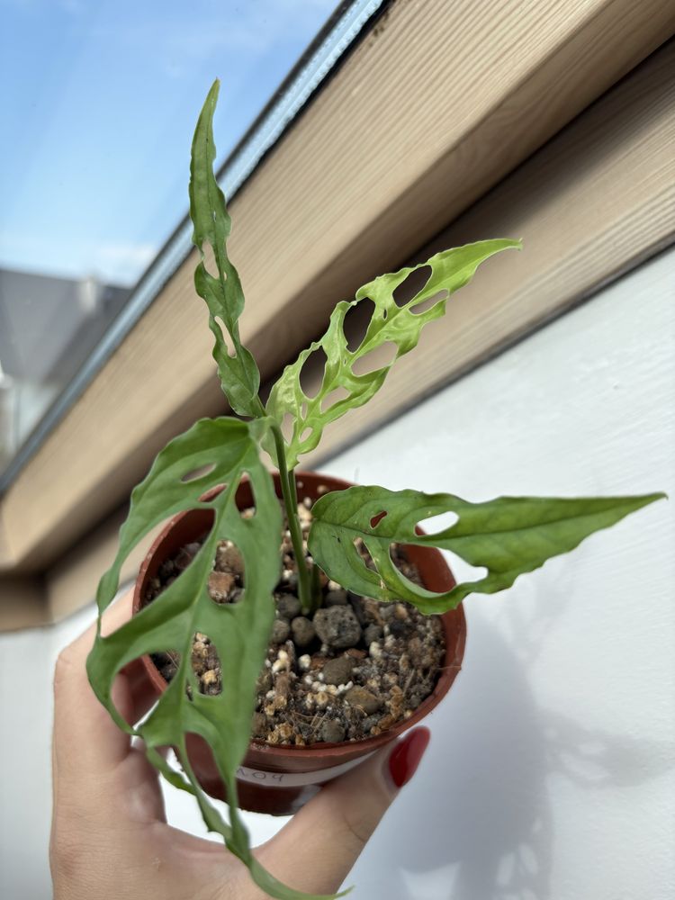Monstera Obliqua Peru MO4