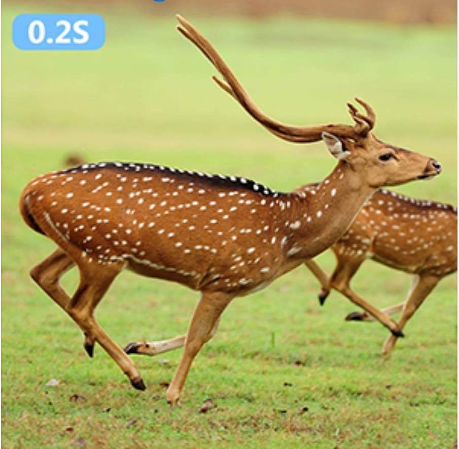 Wild Trial Camera KH669F