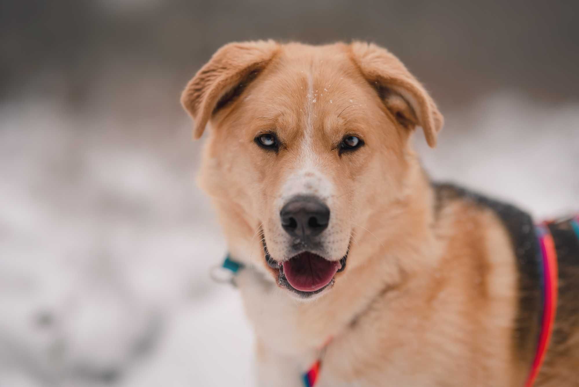 Młody mix husky-owczarek do adopcji/pies dla aktywnych