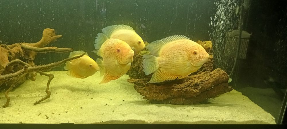 Pielęgnica Severum Gold