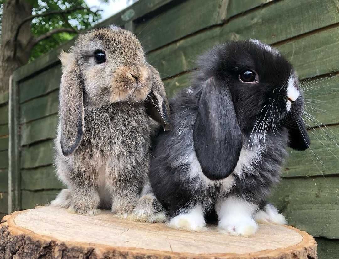 KIT Coelhos anões orelhudos, mini lop super inteligentes e dóceis