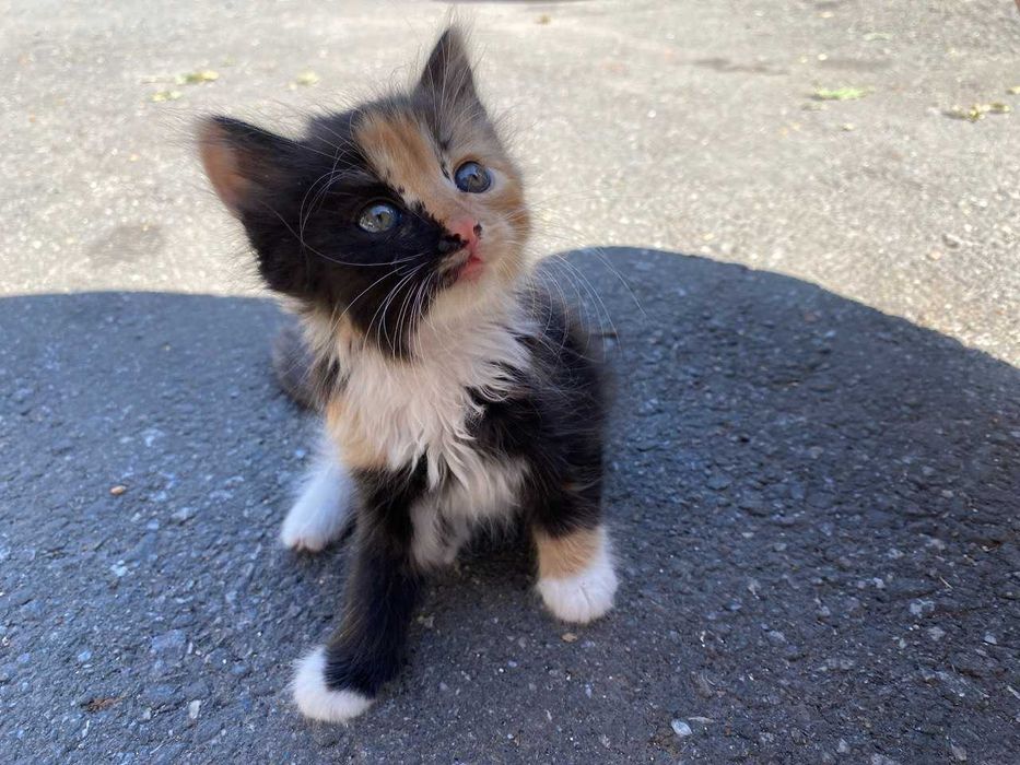 Кошеня в добрі руки з доставкою по Хмельницькій області