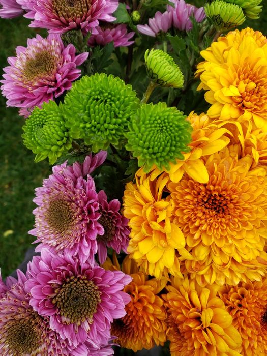 Клематіс, півонія, хоста, квіти