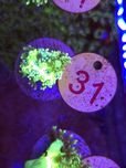 Goniopora Medusa Glow WYSIWYG #31 akwarystyka morska koralowce