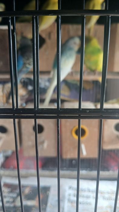 Troco 1 casal de canários por um casal de periquitos