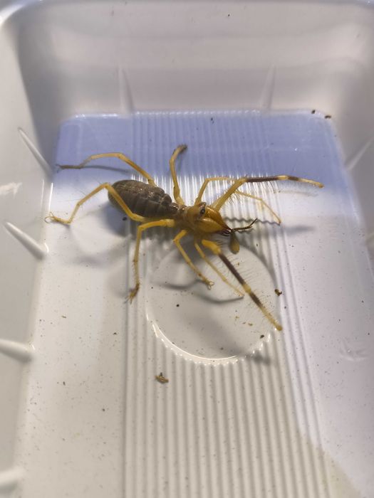 Sulfuga Galeodes granti rzadkość