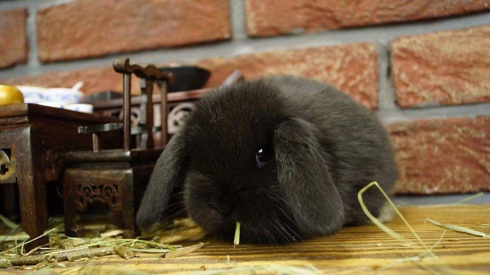 Mini lop do odbioru, mini lopy, karzełek teddy Poznań, miniaturka,