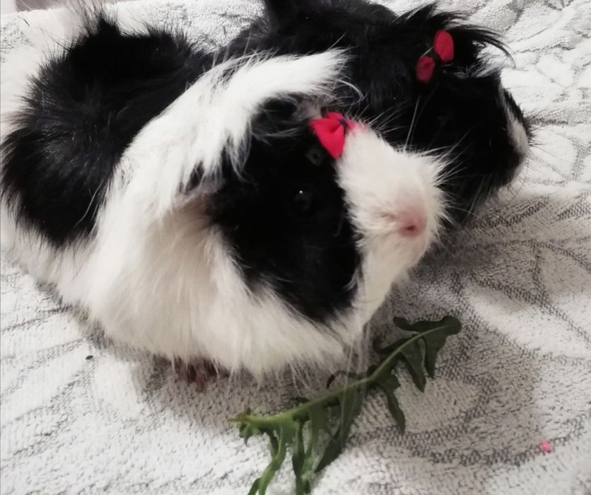 2 Świnki morskie rozetki , klatka z wyposażeniem