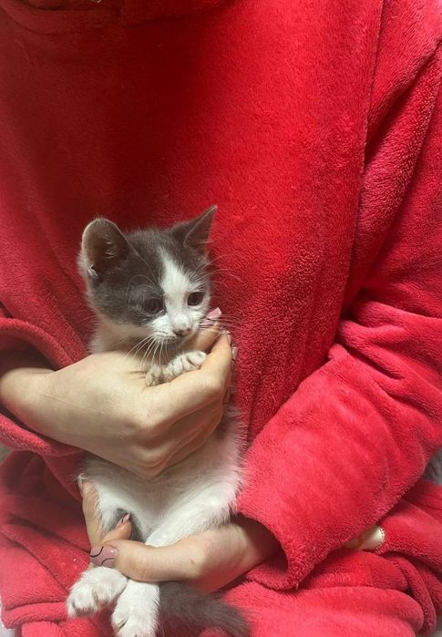 Віддаю безкоштовно котенят