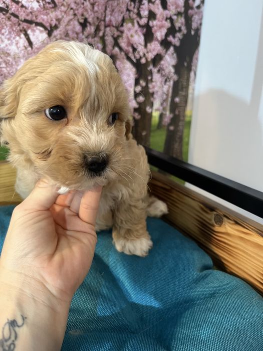 Maltipoo piesek f1