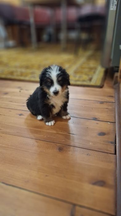 Бернский Зеннехундер.Девочка.