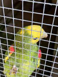 Papagaio Amazona Oratrix