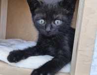 Tutuś do adopcji!