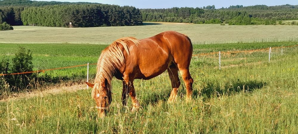 Klacz Polski Koń Zimnokrwisty PKZ