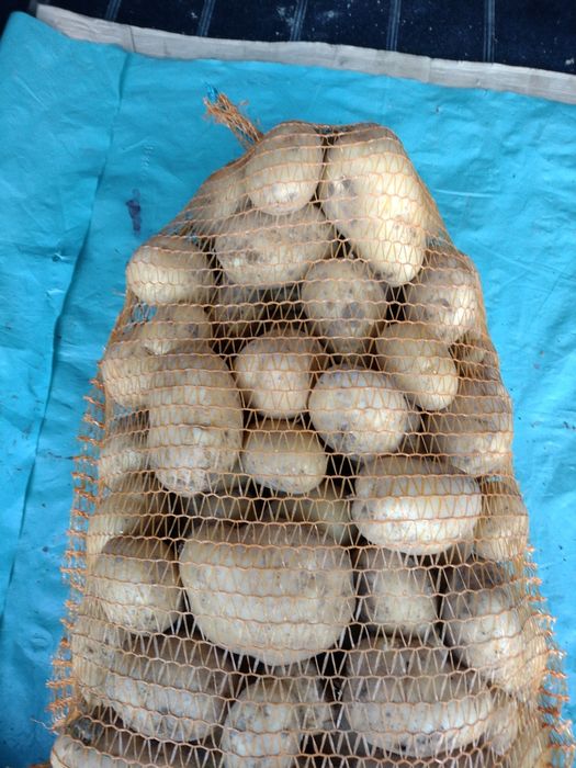 Ziemniak Bellarosa i Denar