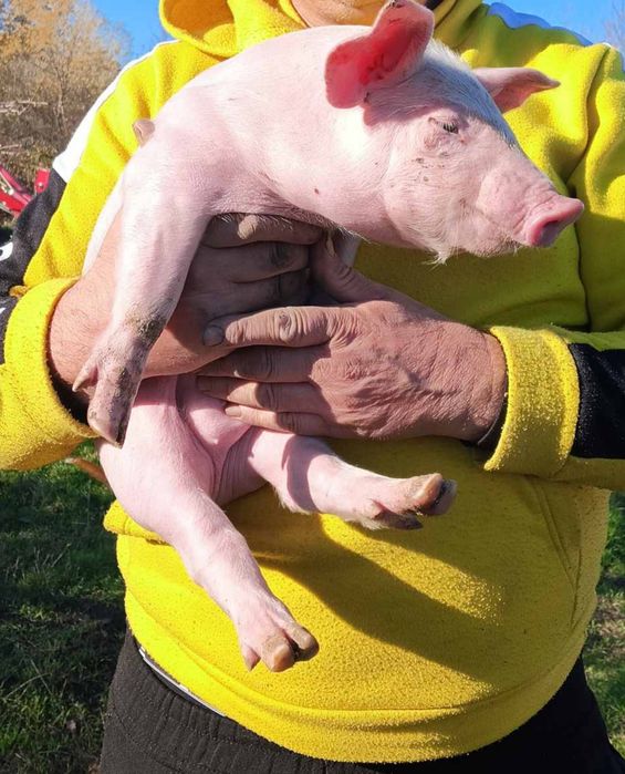 Продам поросята pic 337+кантор