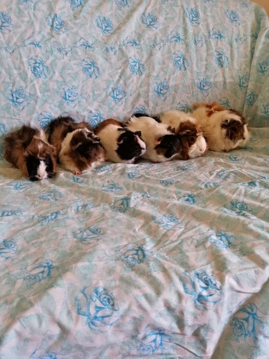 Świnka morska świnki morskie kawia domowa