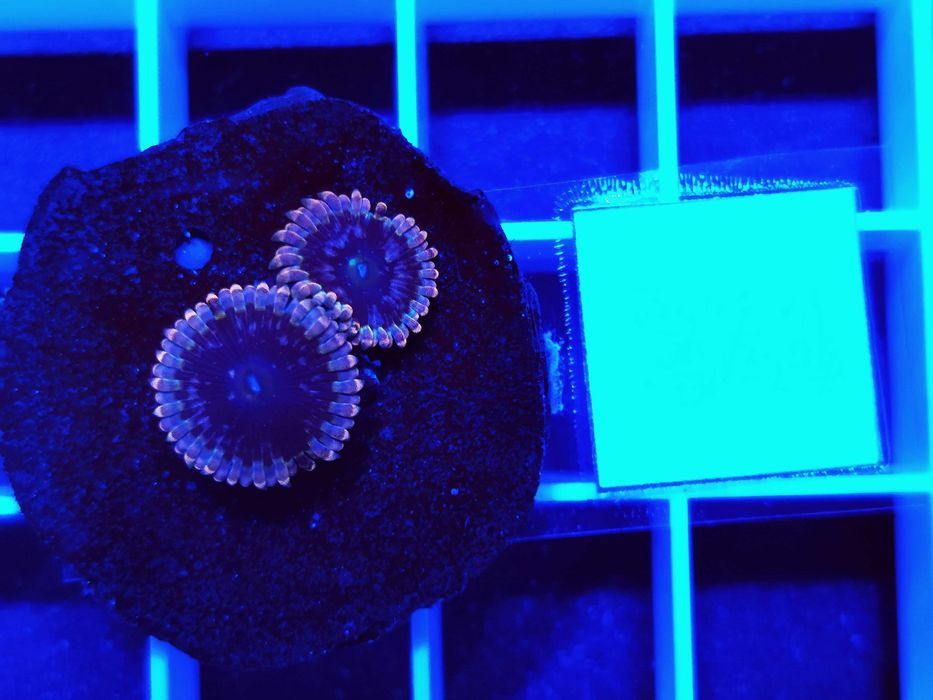 Zoanthus Black Elephant WYSYŁKA cena za szczepkę, morskie, koralowce