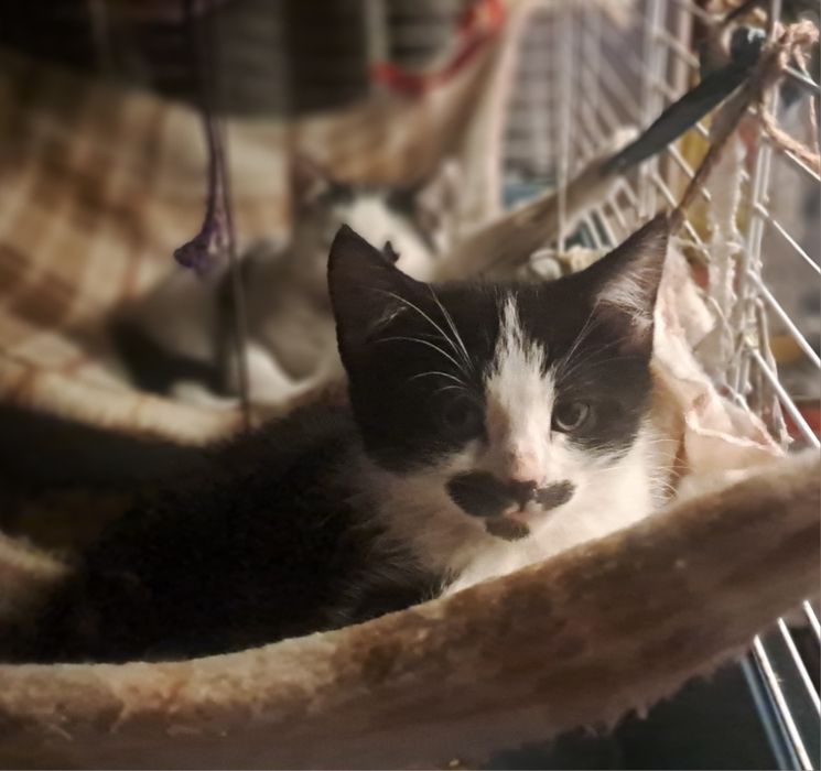 Kocia dziewczyna malutka. Szuka domku