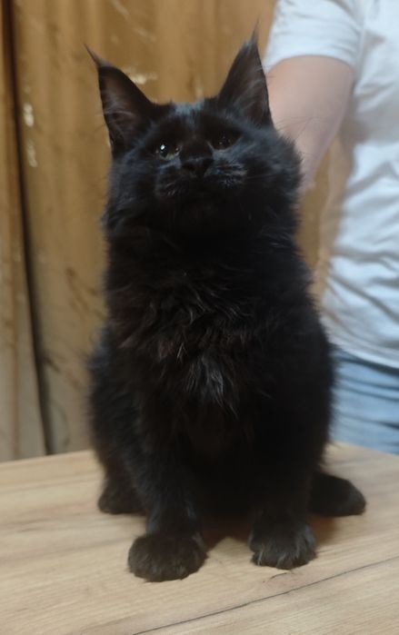 Cudowna czarna kotka Maine Coon z legalnej hodowli FPL