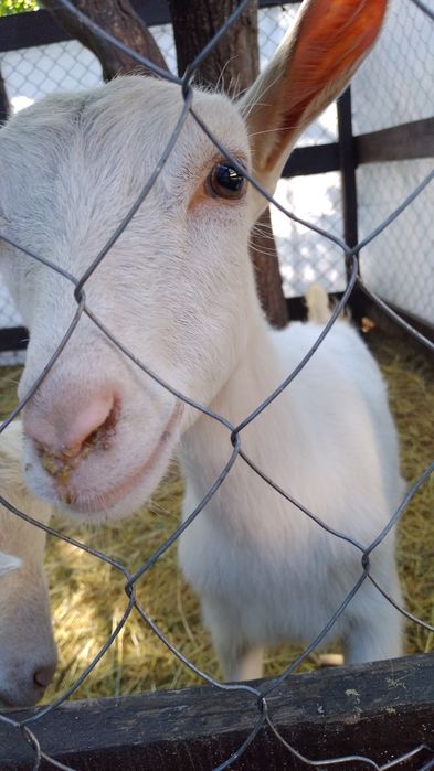 Кози розведення,утримання