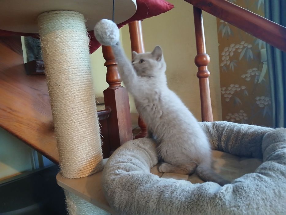 Liliowy kocurek brytyjski już do odbioru