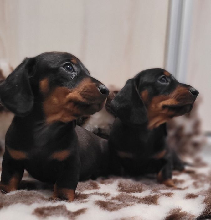 Jamnik Krótkowłosy Miniaturowy Śliczny Maluszek